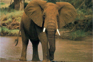 Найсильніші тварини у світі: хто вони є? Найсильніші тварини у світі: хто вони є?